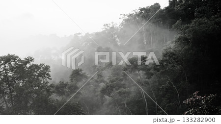 beautiful view of tropical rainforest shrouded in mist 133282900