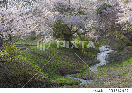 自然な小川と桜並木　春の風景 133282937