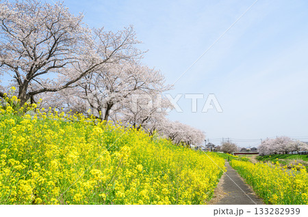 菜の花と桜並木 春の風景 菜の花と桜並木 春の風景 133282939