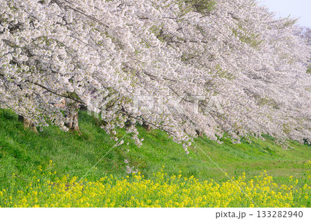 菜の花と桜並木 春の風景 菜の花と桜並木 春の風景 133282940