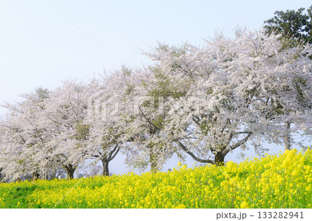 菜の花と桜並木　春の風景 133282941