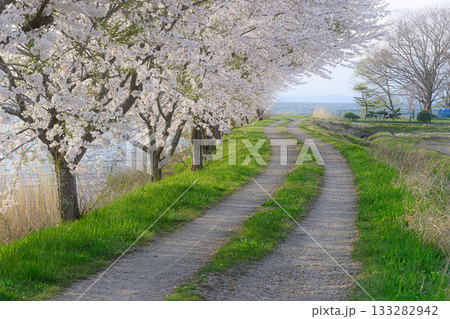 桜のトンネルが続く道 春の風景 桜のトンネルが続く道 春の風景 133282942