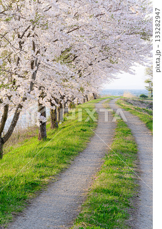桜のトンネルが続く道　春の風景 133282947