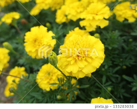 マリーゴールド 133283038
