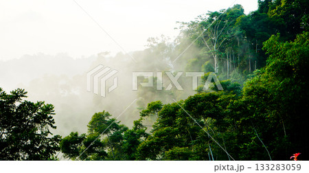 beautiful view of tropical rainforest shrouded in mist 133283059