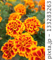 マリーゴールド 133283263