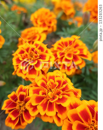 マリーゴールド 133283263