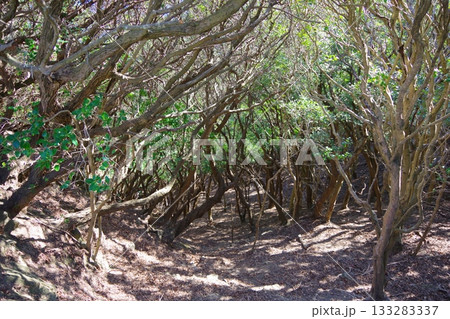 兵庫県洲本市 生石公園に群生したウバメガシ 兵庫県洲本市 生石公園に群生したウバメガシ 133283337