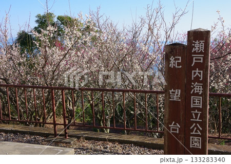 兵庫県洲本市 生石公園 紀望台に咲く梅 兵庫県洲本市 生石公園 紀望台に咲く梅 133283340