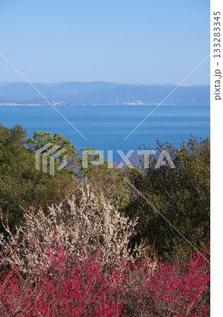 兵庫県洲本市 梅の咲く生石公園の紀望台から和歌山方面を望む 兵庫県洲本市 梅の咲く生石公園の紀望台から和歌山方面を望む 133283345