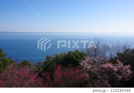 兵庫県洲本市　梅の咲く生石公園の紀望台から和歌山湾を望む 133283348
