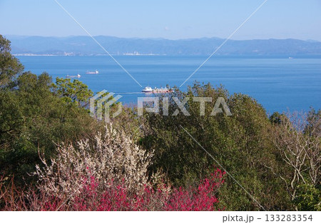 兵庫県洲本市　梅の咲く生石公園の紀望台から和歌山方面を望む 133283354