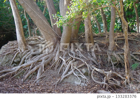 兵庫県洲本市　生石公園　地表に現れた木の根 133283376