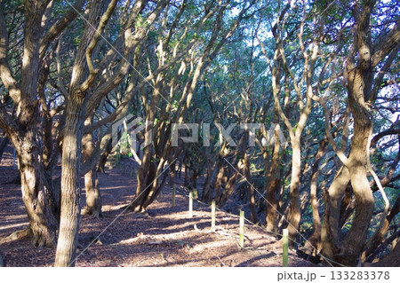 兵庫県洲本市 生石公園に群生したウバメガシ 兵庫県洲本市 生石公園に群生したウバメガシ 133283378