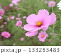 コスモス 133283483