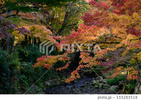 紅葉の中を流れる小川 133283518