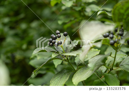 Closeup of Wild Berries Growing in Alpine Nature Closeup of Wild Berries Growing in Alpine Nature 133283576