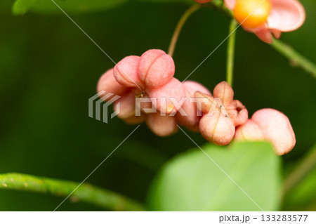Beautiful Spindle Tree Fruits with Seeds Macro View Beautiful Spindle Tree Fruits with Seeds Macro View 133283577