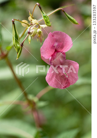Impatiens glandulifera Himalayan Balsam Blooming Impatiens glandulifera Himalayan Balsam Blooming 133283597