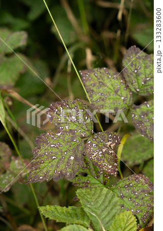 Diseased Blackberry Leaves in Forest, White and Brown Spots on Foliage 133283600