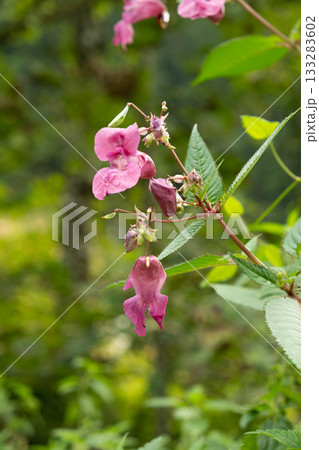 Pink Impatiens Flower Growing in the Wilderness of the Alps 133283602