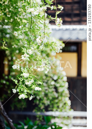 【半田市】国指定重要文化財小栗家住宅のモッコウバラ 【半田市】国指定重要文化財小栗家住宅のモッコウバラ 133283780