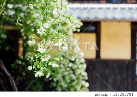 【半田市】国指定重要文化財小栗家住宅のモッコウバラ 133283781