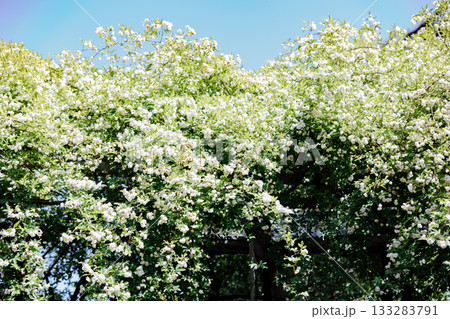 【半田市】国指定重要文化財小栗家住宅のモッコウバラ 133283791