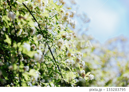 【半田市】国指定重要文化財小栗家住宅のモッコウバラ 133283795