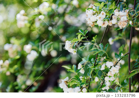 【半田市】国指定重要文化財小栗家住宅のモッコウバラ 【半田市】国指定重要文化財小栗家住宅のモッコウバラ 133283796