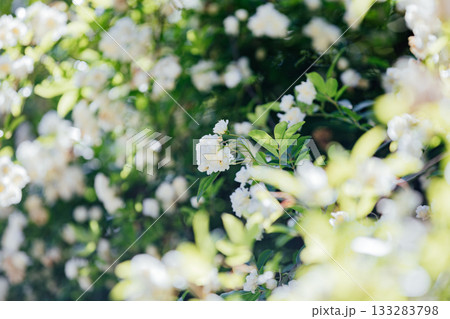 【半田市】国指定重要文化財小栗家住宅のモッコウバラ 133283798