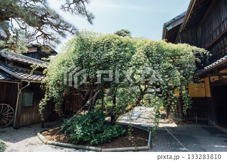【半田市】国指定重要文化財小栗家住宅のモッコウバラ 【半田市】国指定重要文化財小栗家住宅のモッコウバラ 133283810