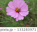コスモスと蜜蜂 133283971