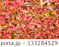 一面の紅葉 133284529