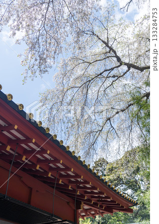 久能山東照宮の桜 久能山東照宮の桜 133284753