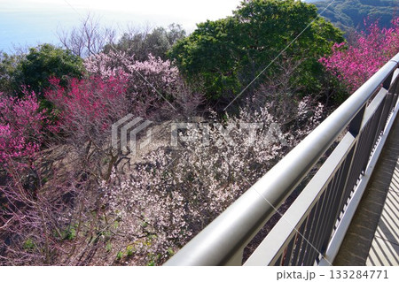 兵庫県洲本市 生石公園 紀望台からの眺望 兵庫県洲本市 生石公園 紀望台からの眺望 133284771