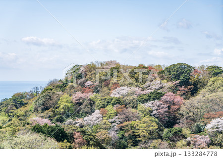 春の山から見た景色　桜咲く 133284778
