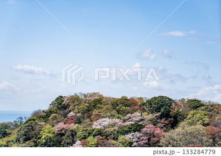 春の山から見た景色 桜咲く 春の山から見た景色 桜咲く 133284779