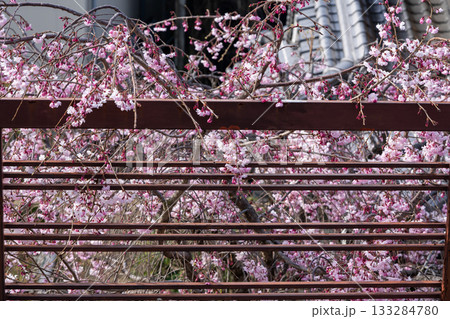 紅枝垂れ桜 133284780