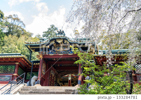 久能山東照宮と桜 久能山東照宮と桜 133284781