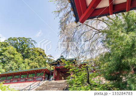 久能山東照宮と桜 133284783