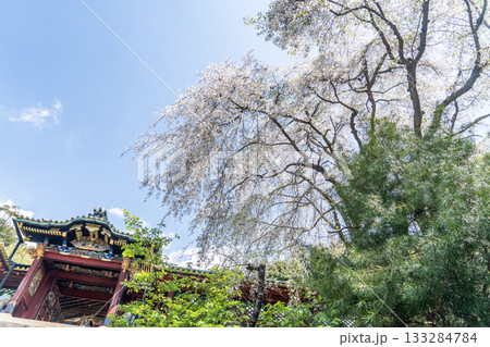 久能山東照宮と桜 133284784