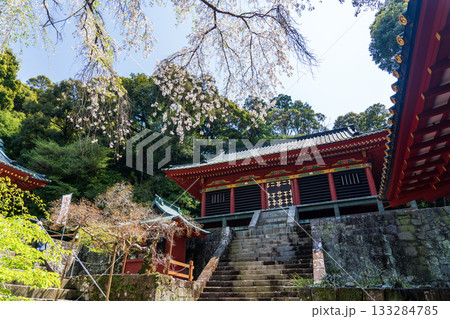 久能山東照宮と桜 久能山東照宮と桜 133284785
