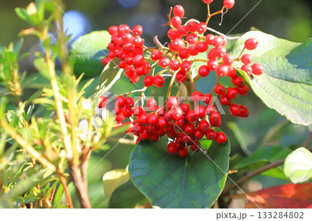 カマズミの赤い実 133284802