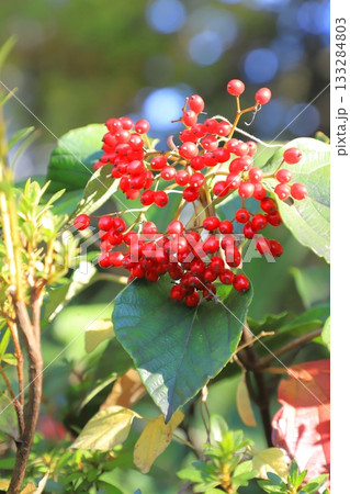 カマズミの赤い実 133284803