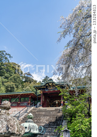 久能山東照宮と桜 久能山東照宮と桜 133284813