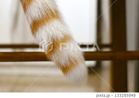 Cat tail. Ginger white cat sitting on a chair. 133285049