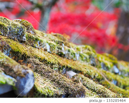 苔むした瓦屋根と背景ボケの紅葉 苔むした瓦屋根と背景ボケの紅葉 133285464