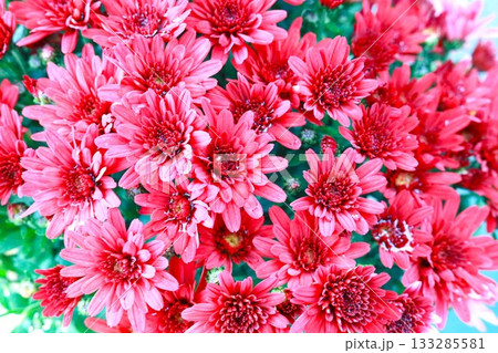 多数のピンク色の花 133285581