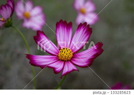 鮮やかな色で開花したコスモスの花 133285623